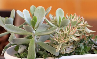 Different types of green succulents in close-up in a flower pot