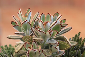 Different types of green succulents in close-up in a flower pot