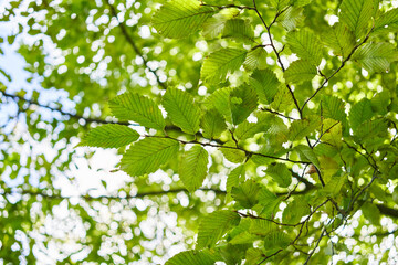 Fototapeta na wymiar Backlit green leaves branch against a defocused sky, conveying freshness and spring vibes in an outdoor setting.