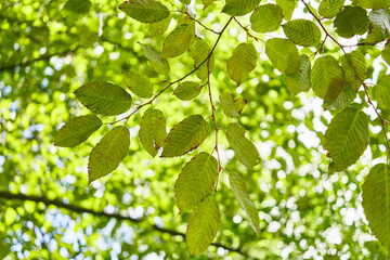 Fototapeta na wymiar Delicate green leaves dappled with sunlight showcase the lush beauty of nature in springtime.