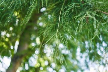 Close-up view of vibrant green coniferous spruce tree branches against a blurred bokeh background.