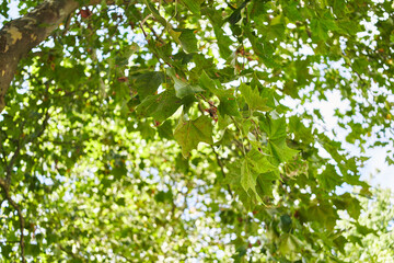 Close-up view of green maple leaves against a bright, bokeh background of a sunlit sky