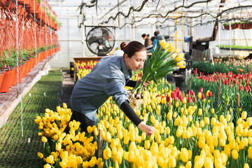 Greenhouse worker is picking tulips in a greenhouse for a bouquet