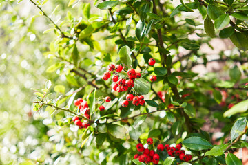 Obraz premium Close-up view of vibrant red berries and green leaves on a sunlight-dappled shrub in nature