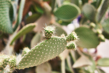 Close-up of a green cactus plant with sharp spines in a sunny desert environment, depicting nature's adaptability.