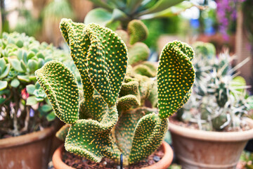 Close-up of a vibrant green cactus with dotted texture in a terracotta pot against a blurred...