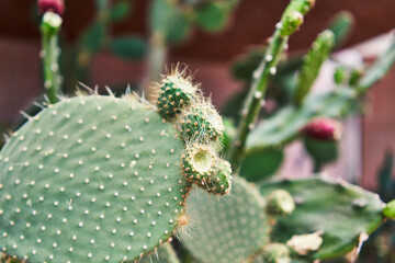 Close-up of a prickly pear cactus with budding flowers in a garden setting.