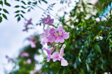 Close-up of vibrant pink trumpet vine flowers amidst lush greenery in a garden setting.