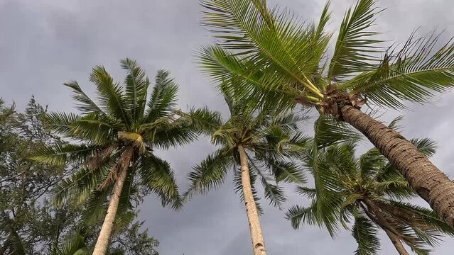 palm tree in the wind and clouds	