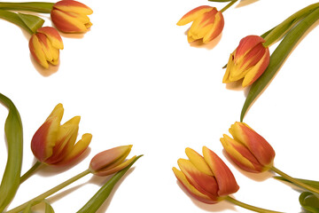 tulips lie in a circle on a white background