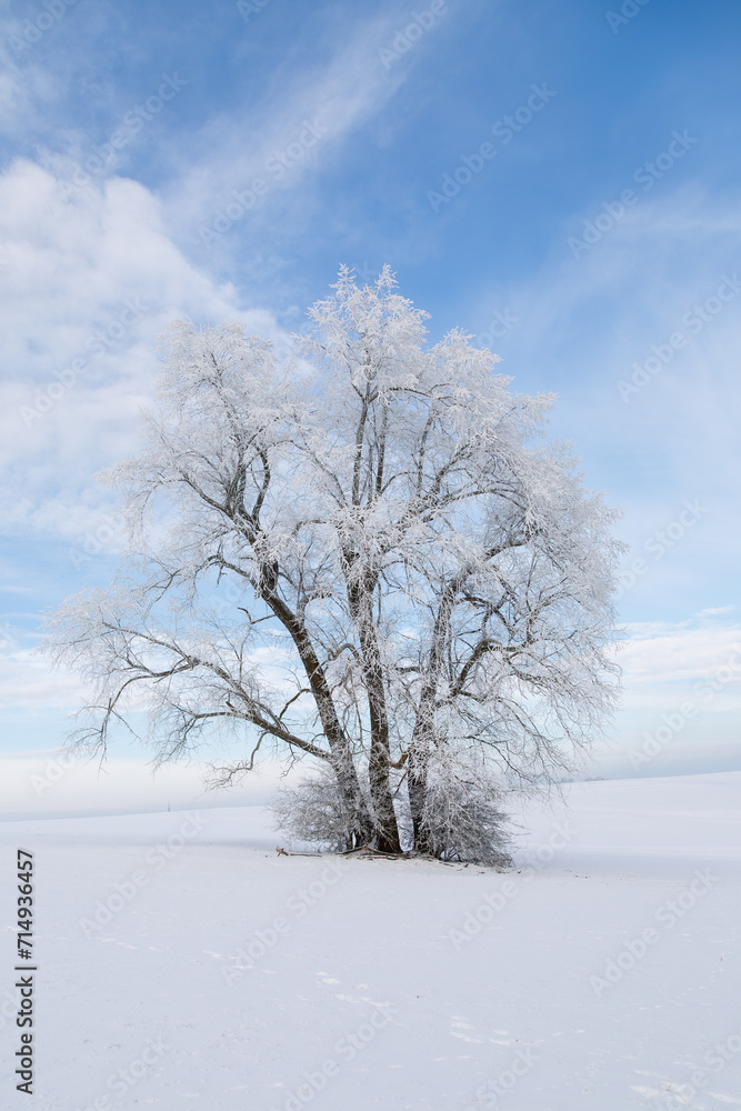 Wall mural Alter Baum, bedeckt mit Schnee und Eis im Januar 2024 bei Grüningen in Hessen, Deutschland, Wintertag