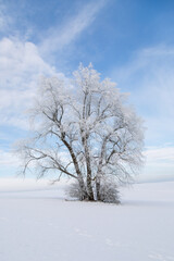 Alter Baum, bedeckt mit Schnee und Eis im Januar 2024 bei Grüningen in Hessen, Deutschland, Wintertag