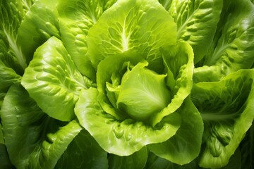 fresh lettuce green leaf in the style of 32k uhd flower 