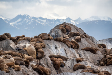 Sea lion colony on the rock in the Beagle Channel, Tierra del Fuego, Southern Argentina