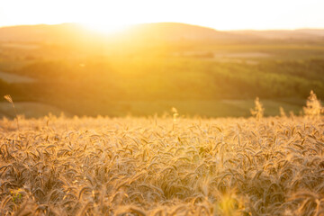 Golden wheat field in sunset. - obrazy, fototapety, plakaty