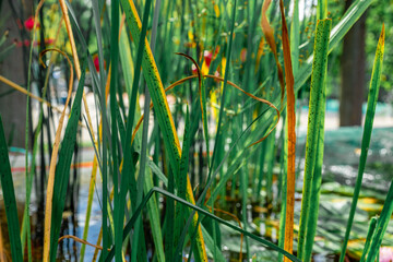 Obraz premium Plant stems on the pond in close-up in the background light