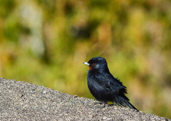 A Velvety Black-Tyrant (Knipolegus nigerrimus) on a rock in the high sector of Itatiaia National Park, Rio de Janeiro, Brazil.