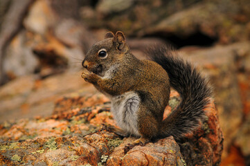 A squirrel on the hike to Dream Lake, Rocky Mountain National Park, Estes Park, Colorado, USA.