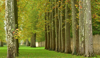 Versailles; France - october 27 2023 : castle park - obrazy, fototapety, plakaty