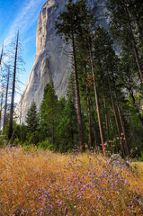 Flowers, late summer afternoon light on the sheer rock face of El Capitan and the woods below, Yosemite National Park, California, USA.