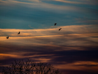 Krähen fliegen am Abendhimmel