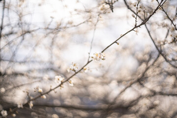 Fototapeta na wymiar Background of spring blooming branches