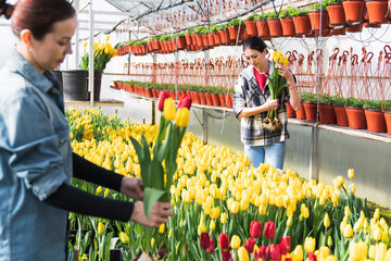 Greenhouse worker is picking tulips in a greenhouse for a bouquet