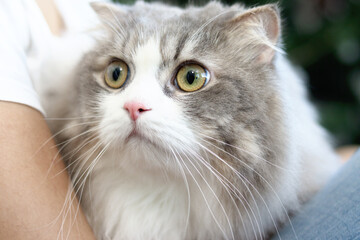 Cute white gray Persian cat comfortably sitting in on owner lap hands, happy fluffy pet comfortably being hugged with gently and love feeling by owner. Adorable long hair kitty with woman at home.