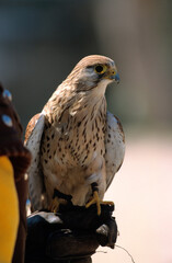 Faucon crécerelle,.Falco tinnunculus, Common Kestrel, fauconnerie