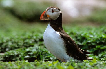 Macareux moine,.Fratercula arctica, Atlantic Puffin,