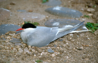 Sterne arctique, nid, Sterna paradisaea, Arctic Tern