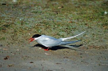 Sterne arctique,.Sterna paradisaea, Arctic Tern