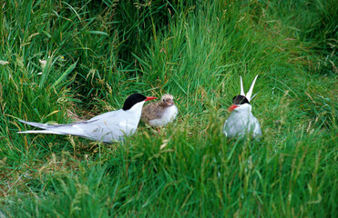 Sterne arctique, nid, jeune, Sterna paradisaea, Arctic Tern