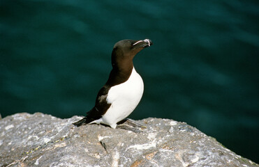 Pingouin torda, Petit Pingouin.Alca torda, Razorbill