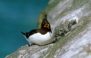 Pingouin torda, Petit Pingouin.Alca torda, Razorbill