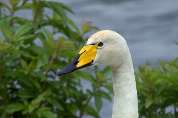 Cygne chanteur,.Cygnus cygnus, Whooper Swan