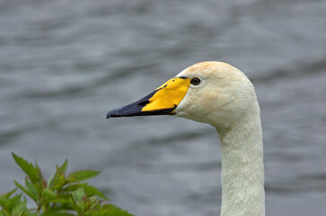 Cygne chanteur,.Cygnus cygnus, Whooper Swan