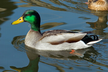 Canard colvert, mâle,. Anas platyrhynchos, Mallard