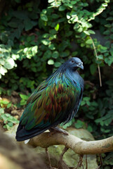 Pigeon nicobar, Nicobar à camail, Caloenas nicobarica, Nicobar Pigeon, Asie , Océanie