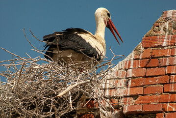 Cigogne blanche, nid,.Ciconia ciconia, White Stork