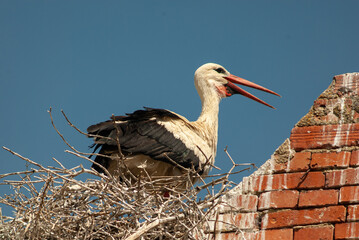 Cigogne blanche, nid,.Ciconia ciconia, White Stork
