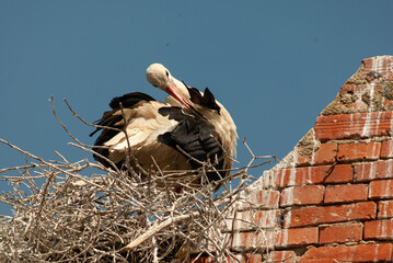 Cigogne blanche, nid,.Ciconia ciconia, White Stork