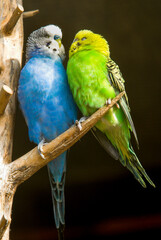 Perruche ondulée,.Melopsittacus undulatus, Budgerigar