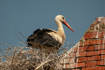 Cigogne blanche, nid,.Ciconia ciconia, White Stork