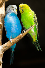 Perruche ondulée,.Melopsittacus undulatus, Budgerigar