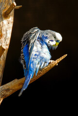 Perruche ondulée,.Melopsittacus undulatus, Budgerigar © JAG IMAGES