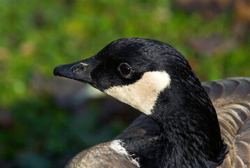 Bernache du Canada,.Branta canadensis, Canada Goose