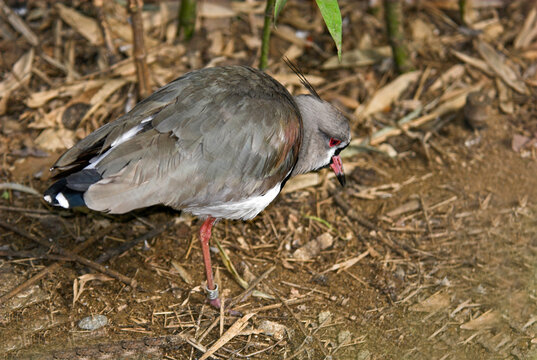 Vanneau du Chili, Vanneau t&eacute;ro,.Vanellus chilensis , Southern Lapwing