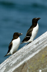 Pingouin torda, Petit Pingouin.Alca torda, Razorbill