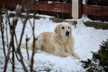 Obraz premium Cute dog sitting in the snow, looking away